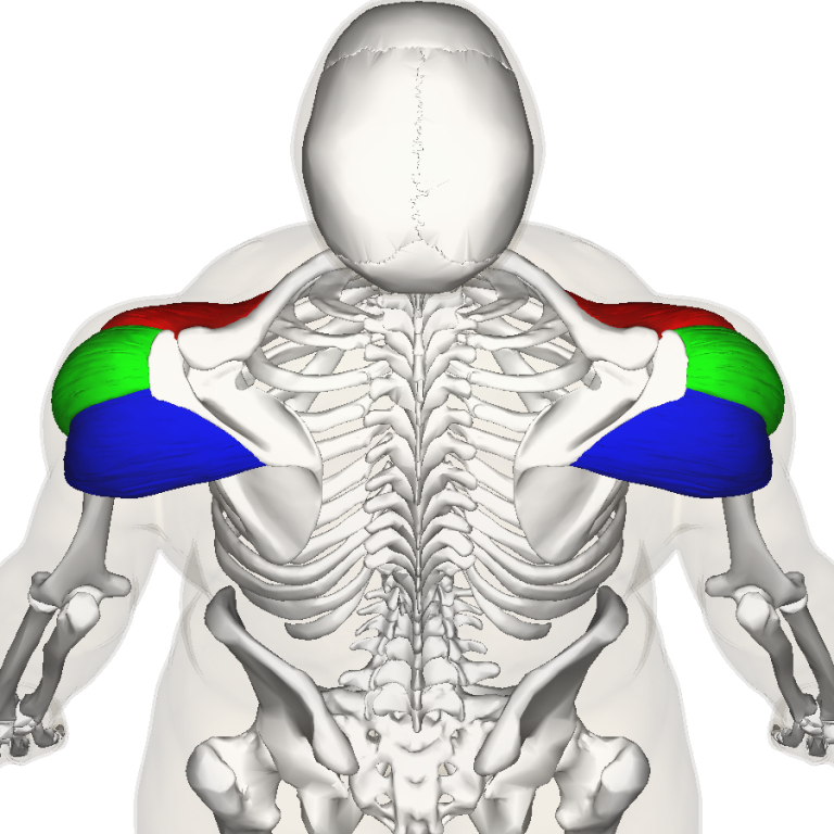 6 Beste Oefeningen om Je Schouders te Trainen + Schema