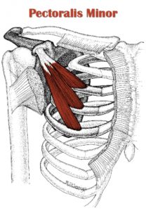 pectoralis-minor