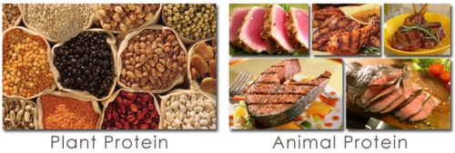 plant versus dierlijke eiwitten