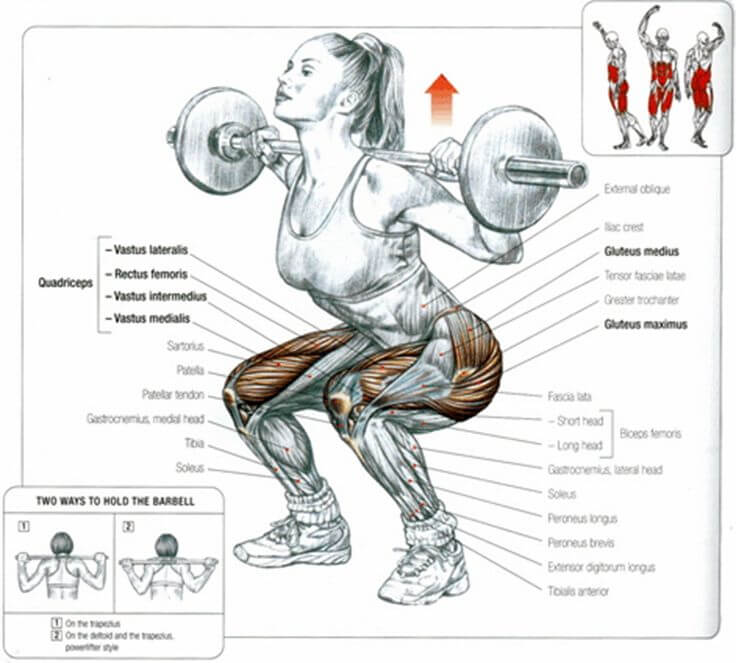 muscles squats