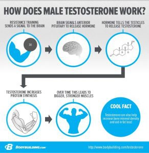 testosteron1